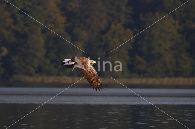 Zeearend (Haliaeetus albicilla)