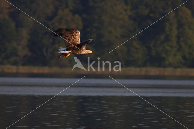 Zeearend (Haliaeetus albicilla)