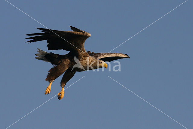 Zeearend (Haliaeetus albicilla)