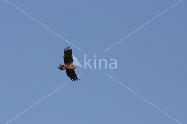 Zeearend (Haliaeetus albicilla)