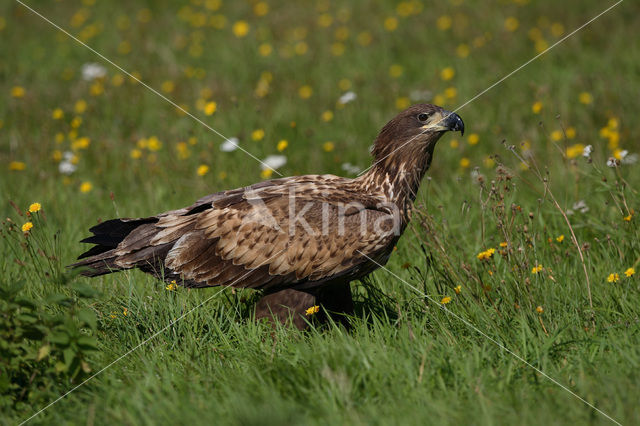 Zeearend (Haliaeetus albicilla)