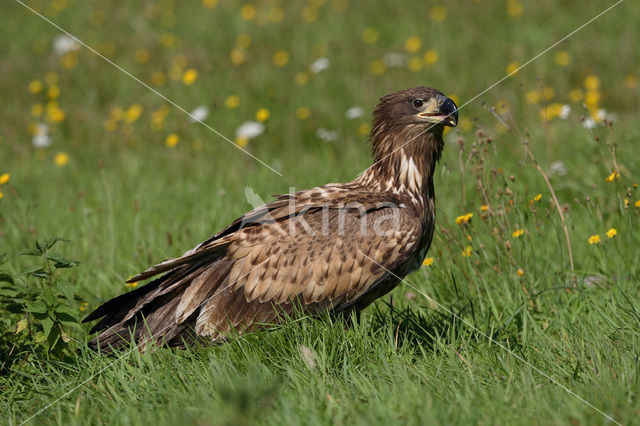 Zeearend (Haliaeetus albicilla)