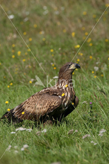 Zeearend (Haliaeetus albicilla)