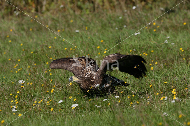 Zeearend (Haliaeetus albicilla)