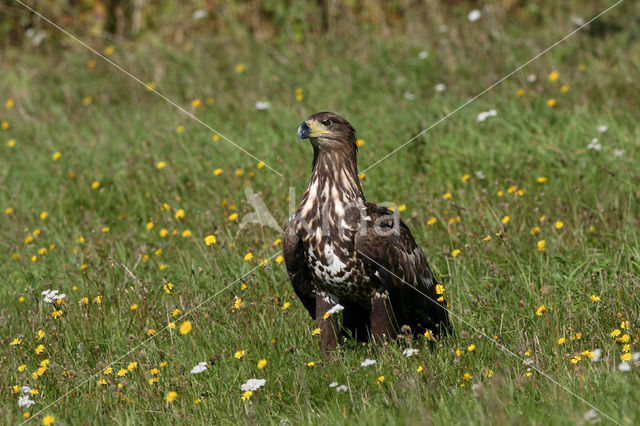 Zeearend (Haliaeetus albicilla)