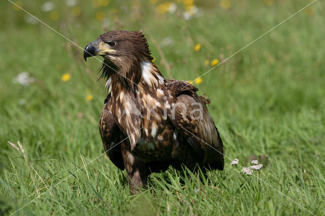 Zeearend (Haliaeetus albicilla)