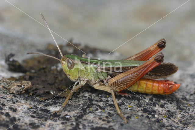 Zoemertje (Stenobothrus lineatus)