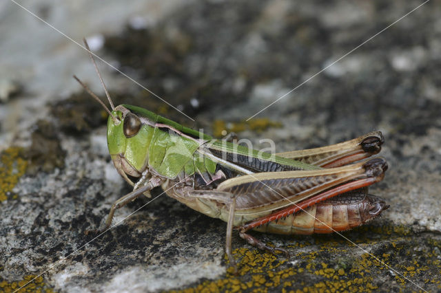 Zoemertje (Stenobothrus lineatus)