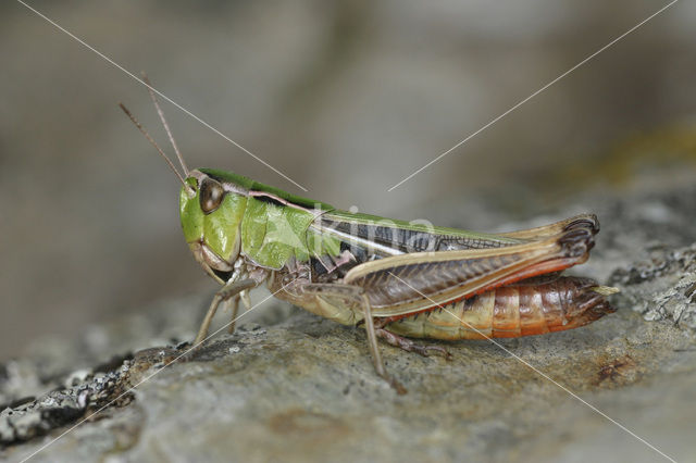 Zoemertje (Stenobothrus lineatus)