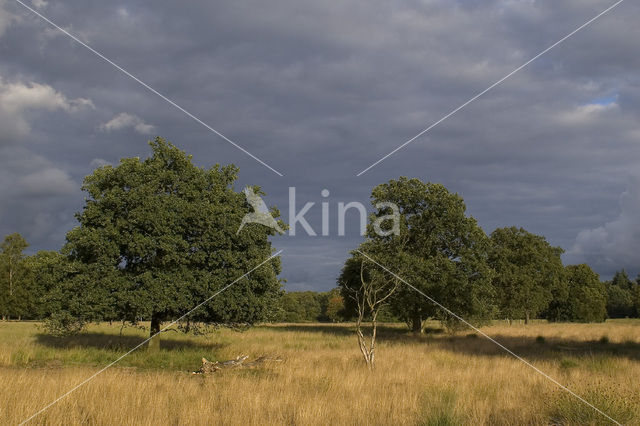 Zomereik (Quercus robur)