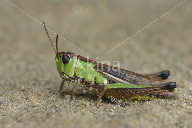 Zompsprinkhaan (Chorthippus montanus)