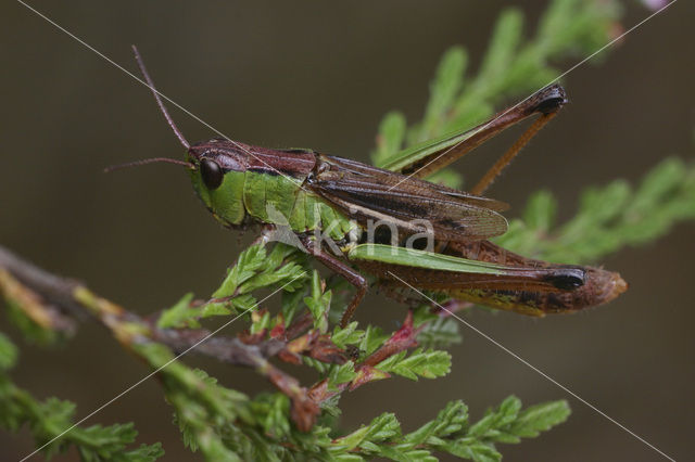 Zompsprinkhaan (Chorthippus montanus)