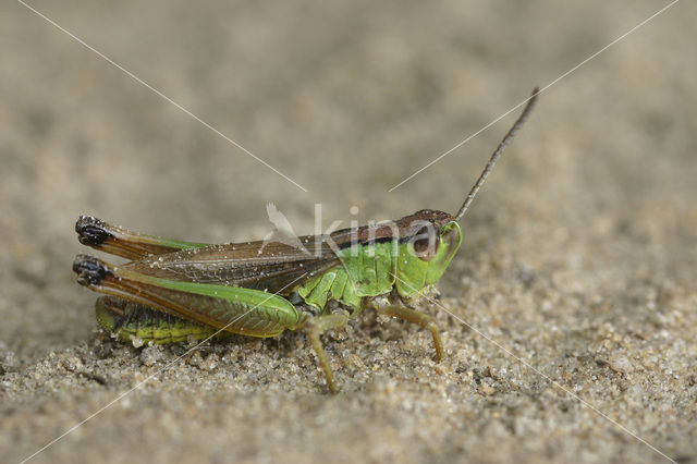 Zompsprinkhaan (Chorthippus montanus)