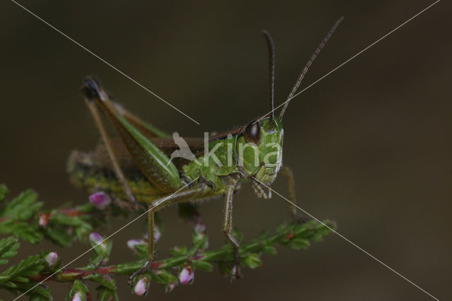 Zompsprinkhaan (Chorthippus montanus)