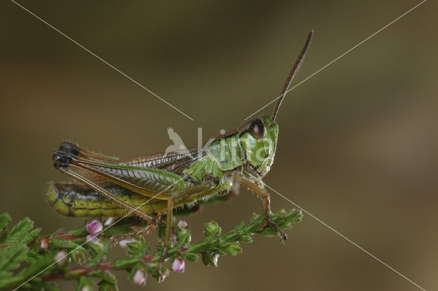 Zompsprinkhaan (Chorthippus montanus)