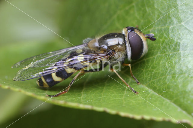 Zuidelijke halvemaanzwever (Scaeva dignota)