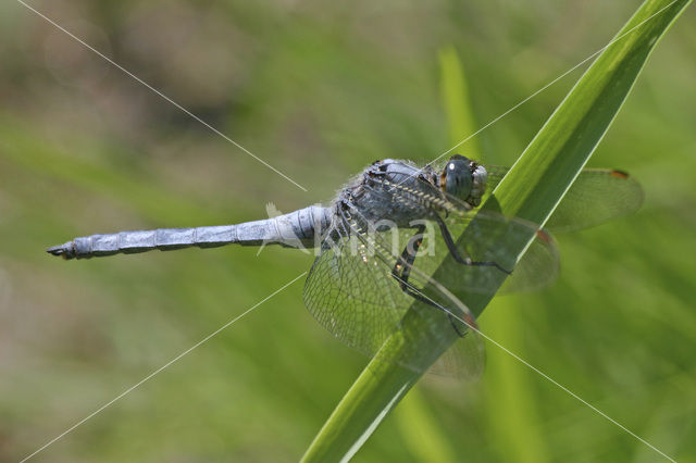 Zuidelijke oeverlibel (Orthetrum brunneum)