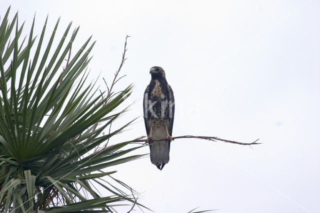 Zwarte Arendbuizerd (Buteogallus urubitinga)