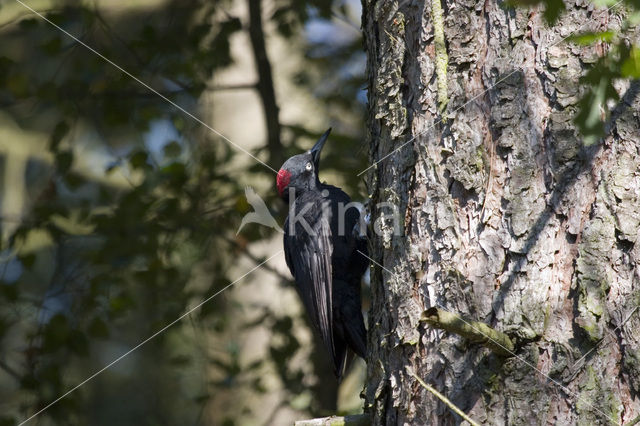 Zwarte Specht (Dryocopus martius)