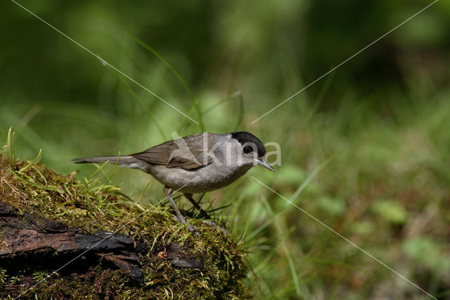 Zwartkop (Sylvia atricapilla)