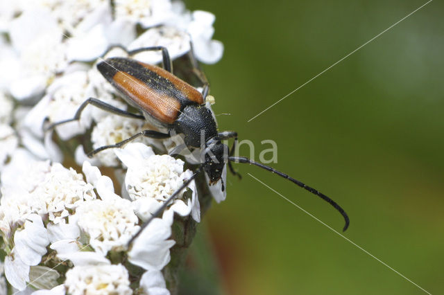 Zwartstreepsmalbok (Stenurella melanura)