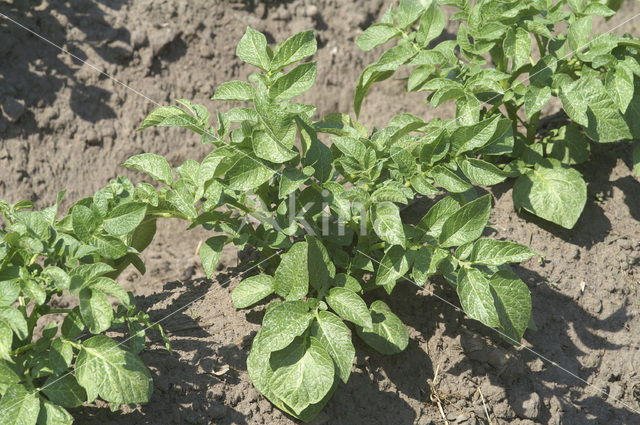 Aardappel (Solanum tuberosum)