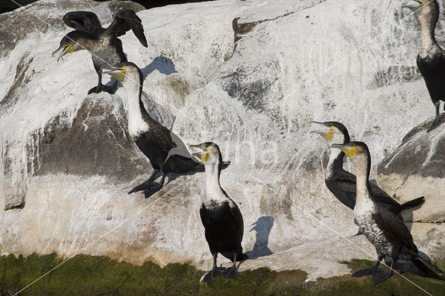 Afrikaanse Aalscholver (Phalacrocorax africanus)