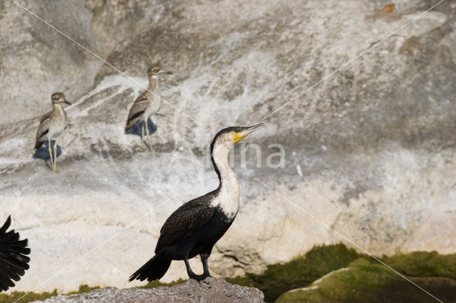 Afrikaanse Aalscholver (Phalacrocorax africanus)