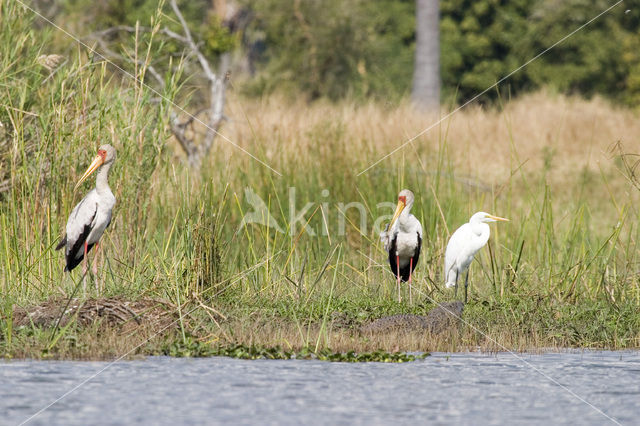 Afrikaanse Nimmerzat (Mycteria ibis)