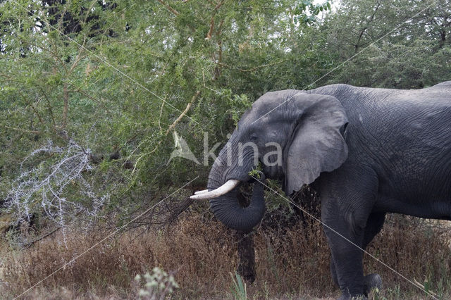 Afrikaanse olifant (Loxodonta africana)