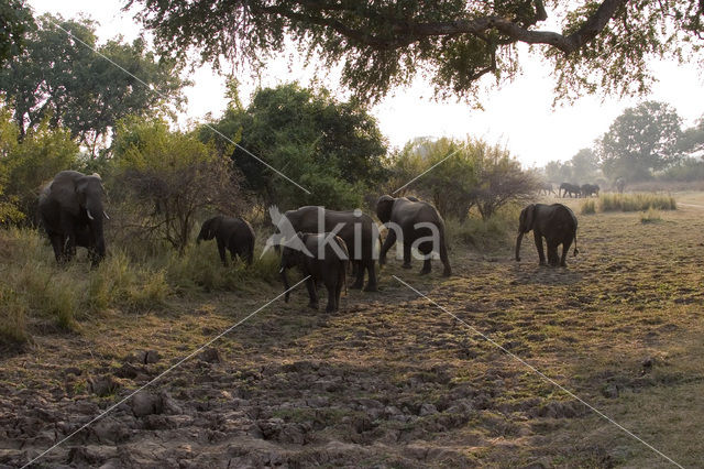 Afrikaanse olifant (Loxodonta africana)