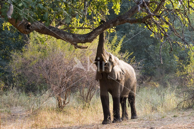 Afrikaanse olifant (Loxodonta africana)