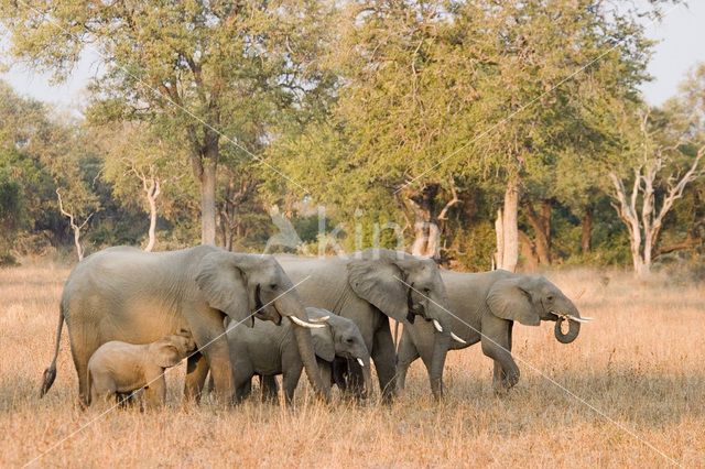 Afrikaanse olifant (Loxodonta africana)