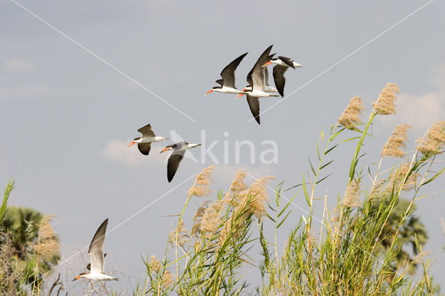 Afrikaanse Schaarbek (Rynchops flavirostris)