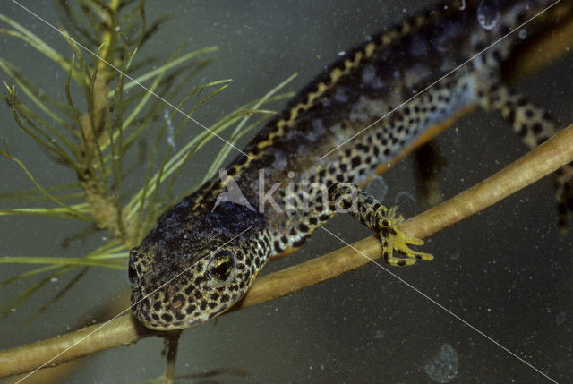 Alpenwatersalamander