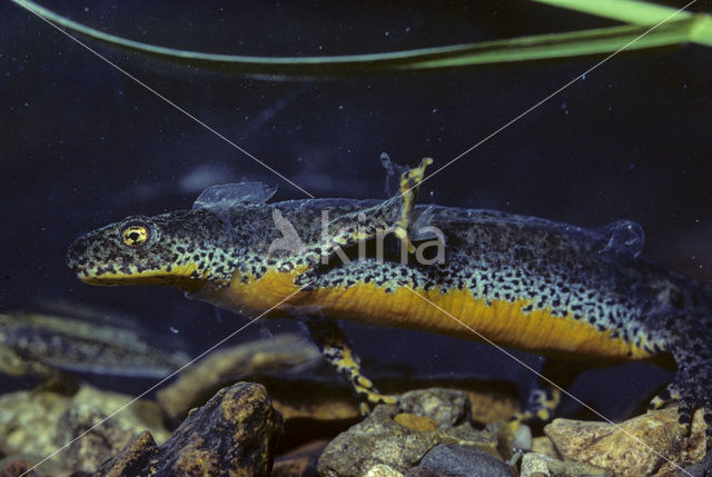 Alpenwatersalamander