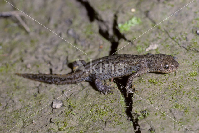 Alpenwatersalamander