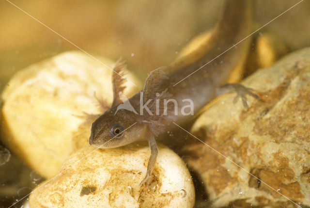 Alpenwatersalamander