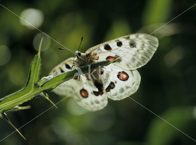 Apollovlinder (Parnassius apollo)