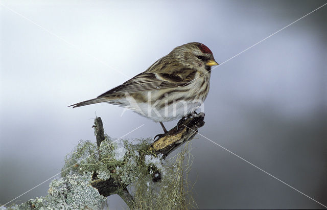 Barmsijs (Carduelis flammea)