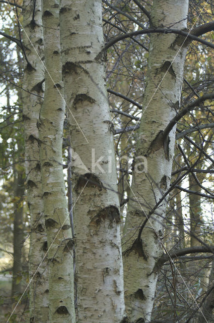 Berk (Betula)