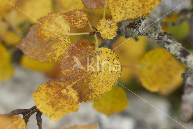 Berk (Betula)