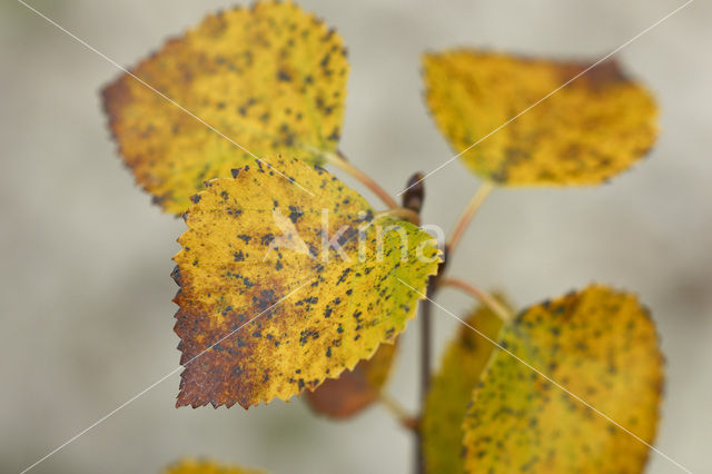 Berk (Betula)