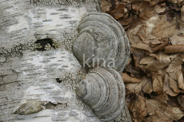 Berkenzwam (Piptoporus betulinus)