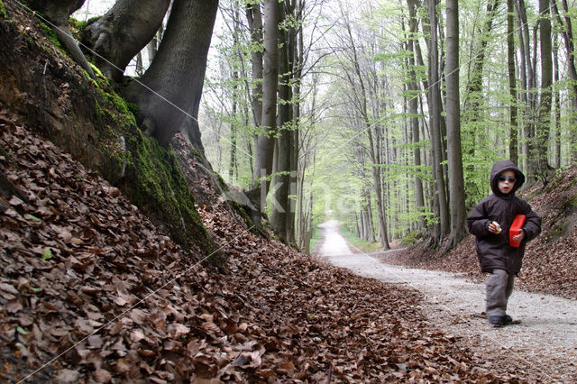 Beech (Fagus spec.)