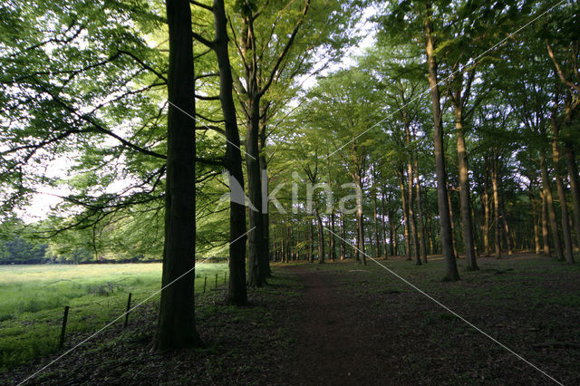 Beech (Fagus sylvatica)