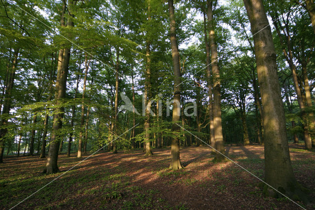 Beech (Fagus sylvatica)