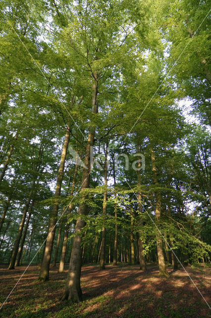 Beuk (Fagus sylvatica)