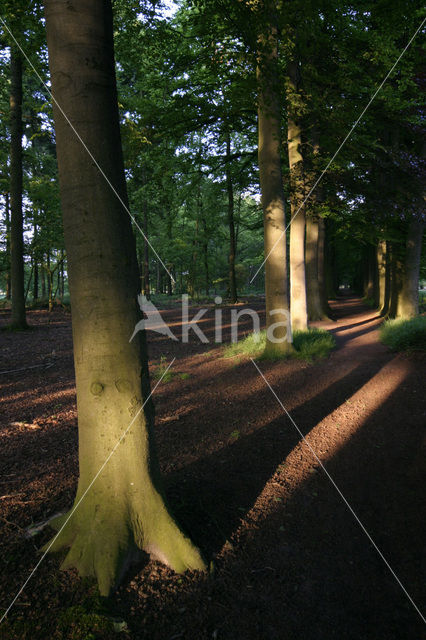 Beuk (Fagus sylvatica)