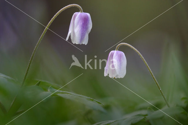 Bosanemoon (Anemone nemorosa)